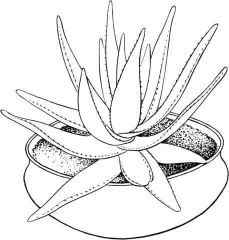 Aloes Coloring Pages 3