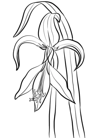 Desenhos de Amarilis Para Colorir 8