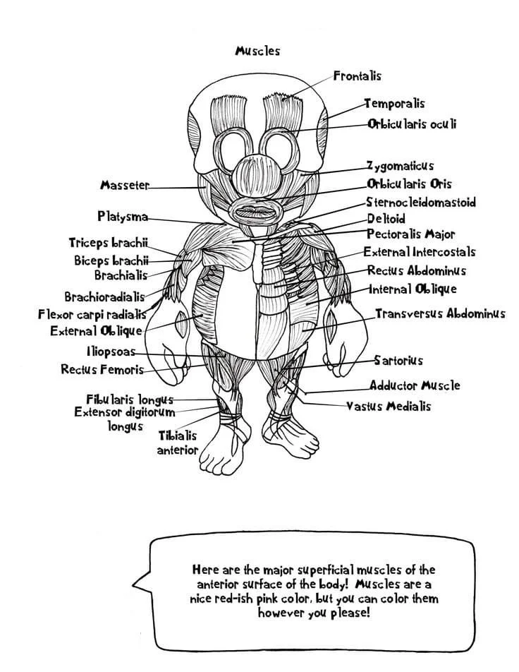 Anatomia Para Colorear 10