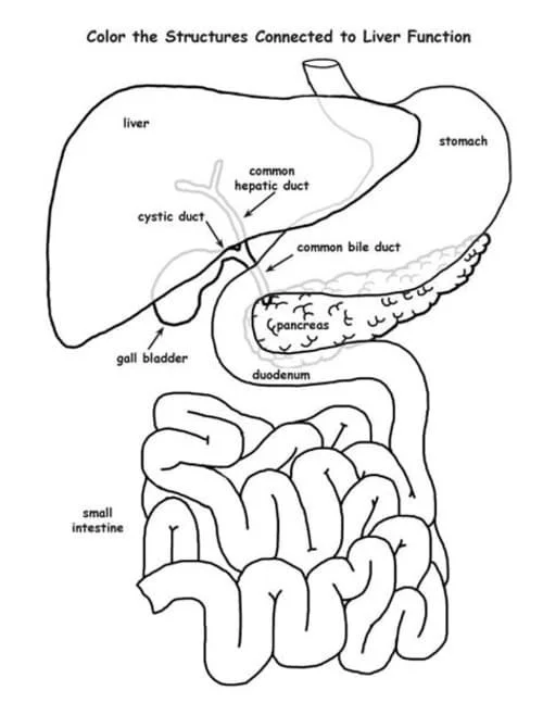 Desenhos de Anatomia Para Colorir