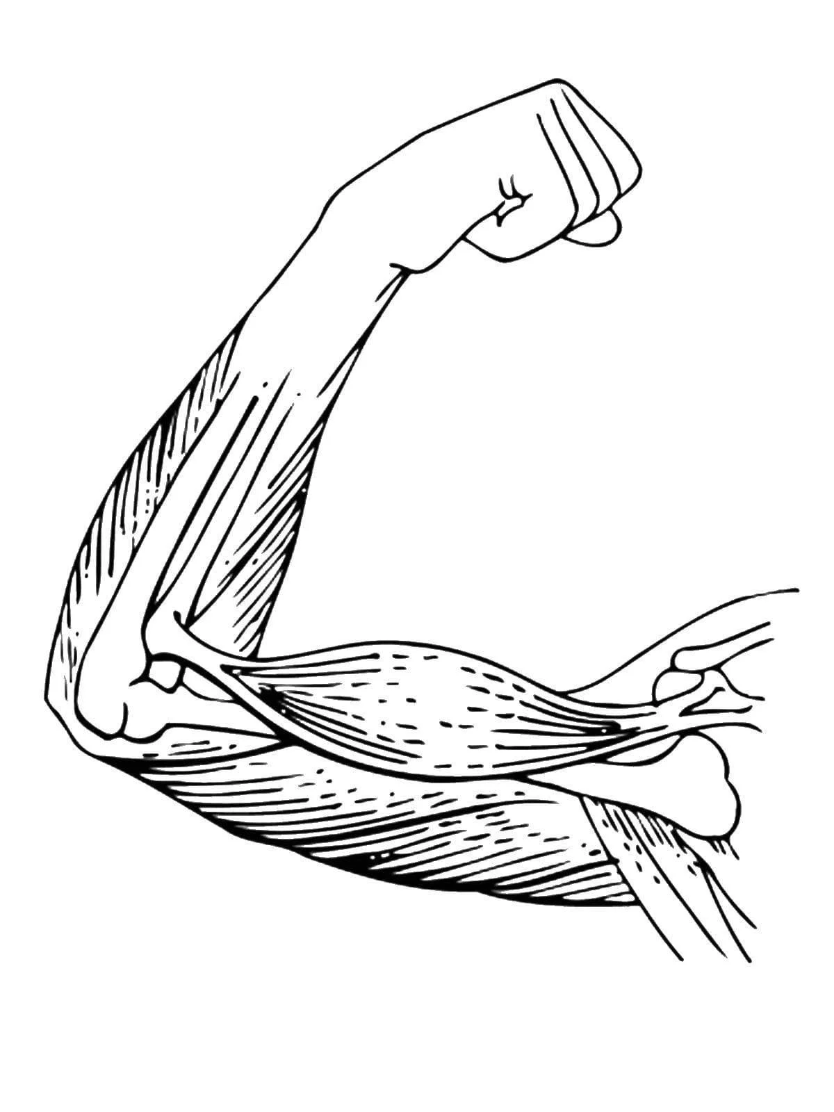 Anatomie Ausmalbilder 14