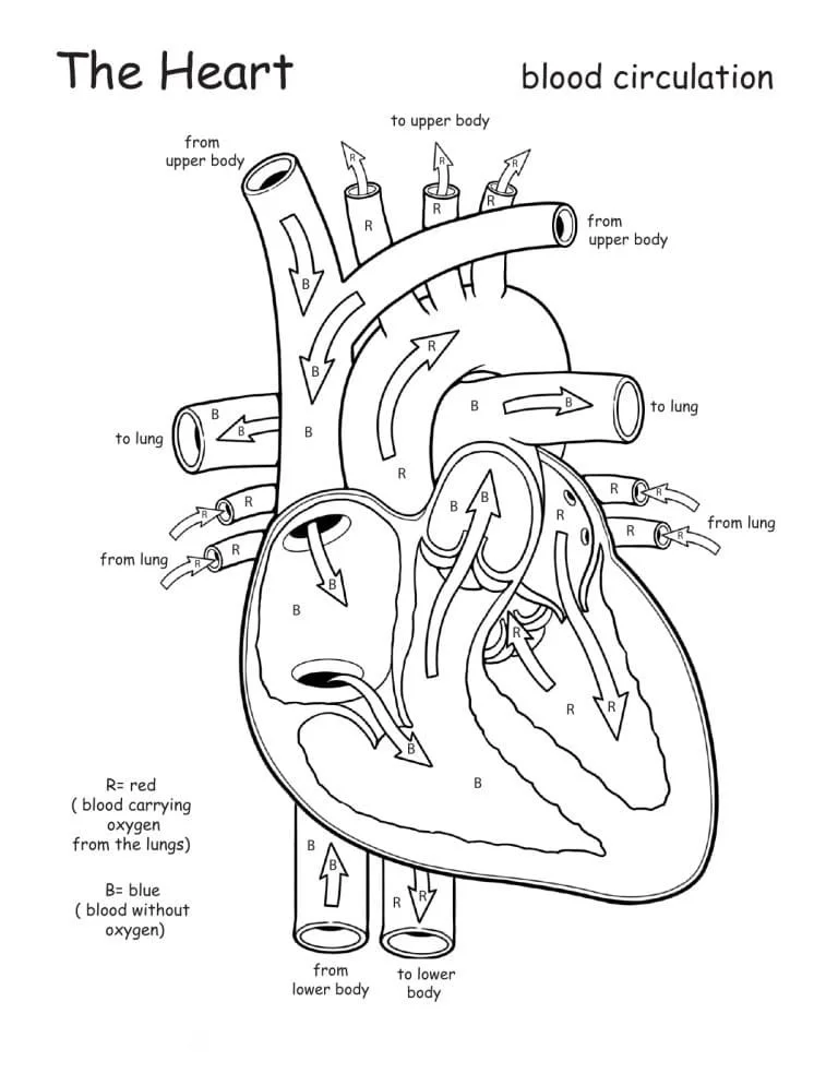 Anatomia Para Colorear 15