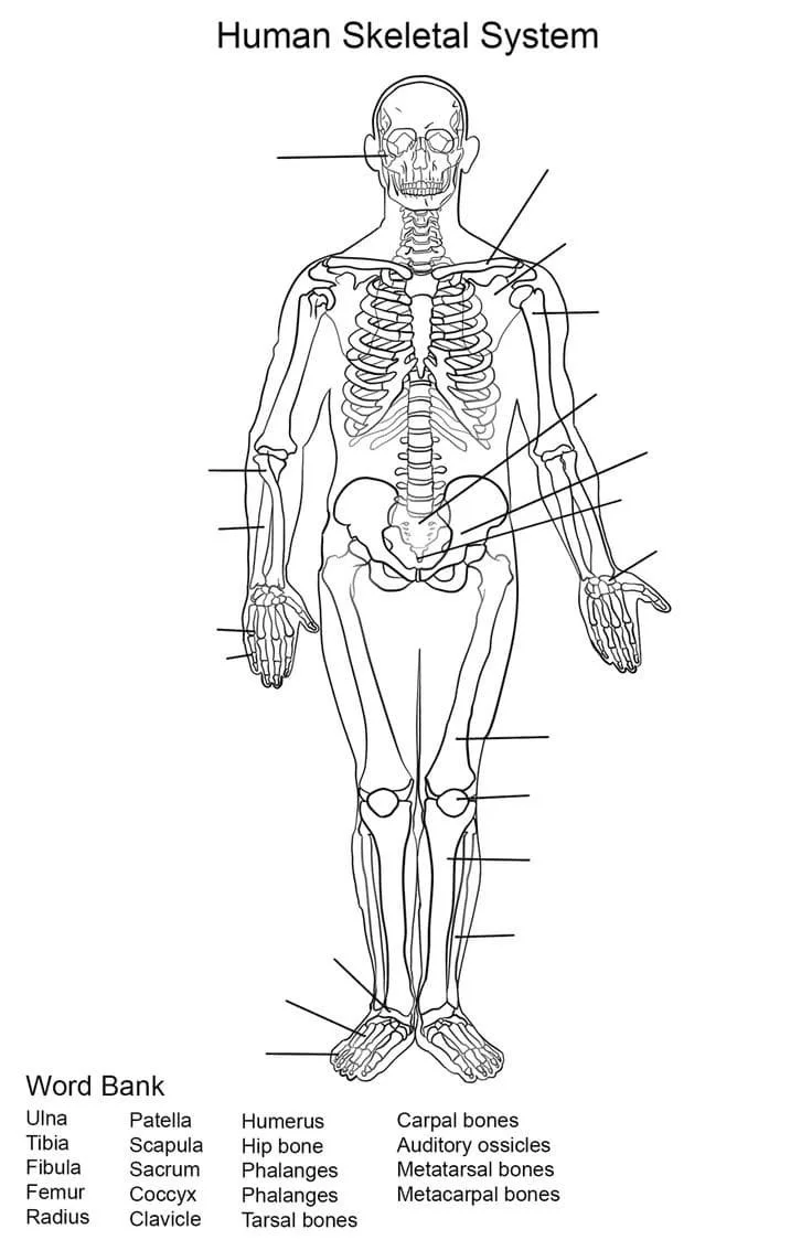Anatomie Ausmalbilder 16