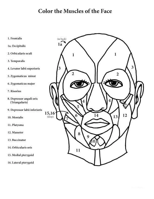 Anatomie Ausmalbilder 21