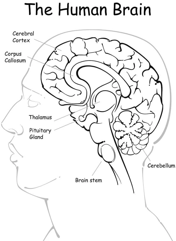 Anatomie Ausmalbilder 27