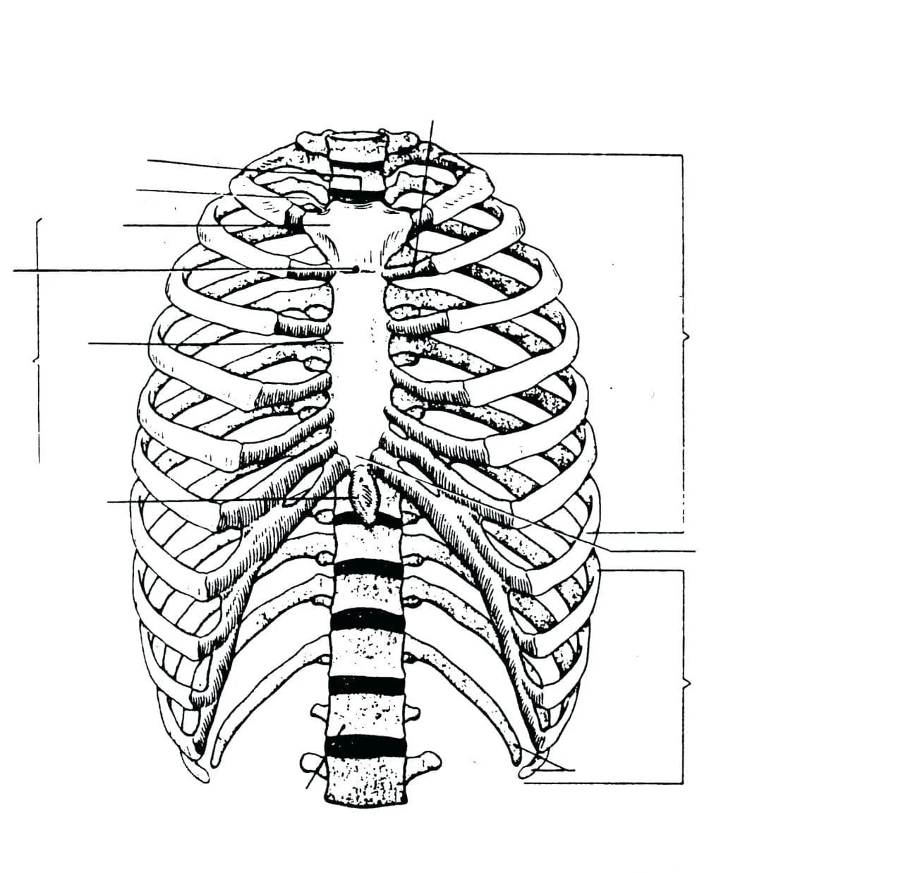 Anatomia Para Colorear 30