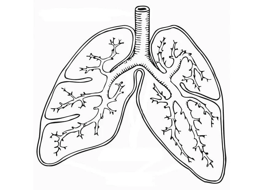 Anatomie Ausmalbilder 37
