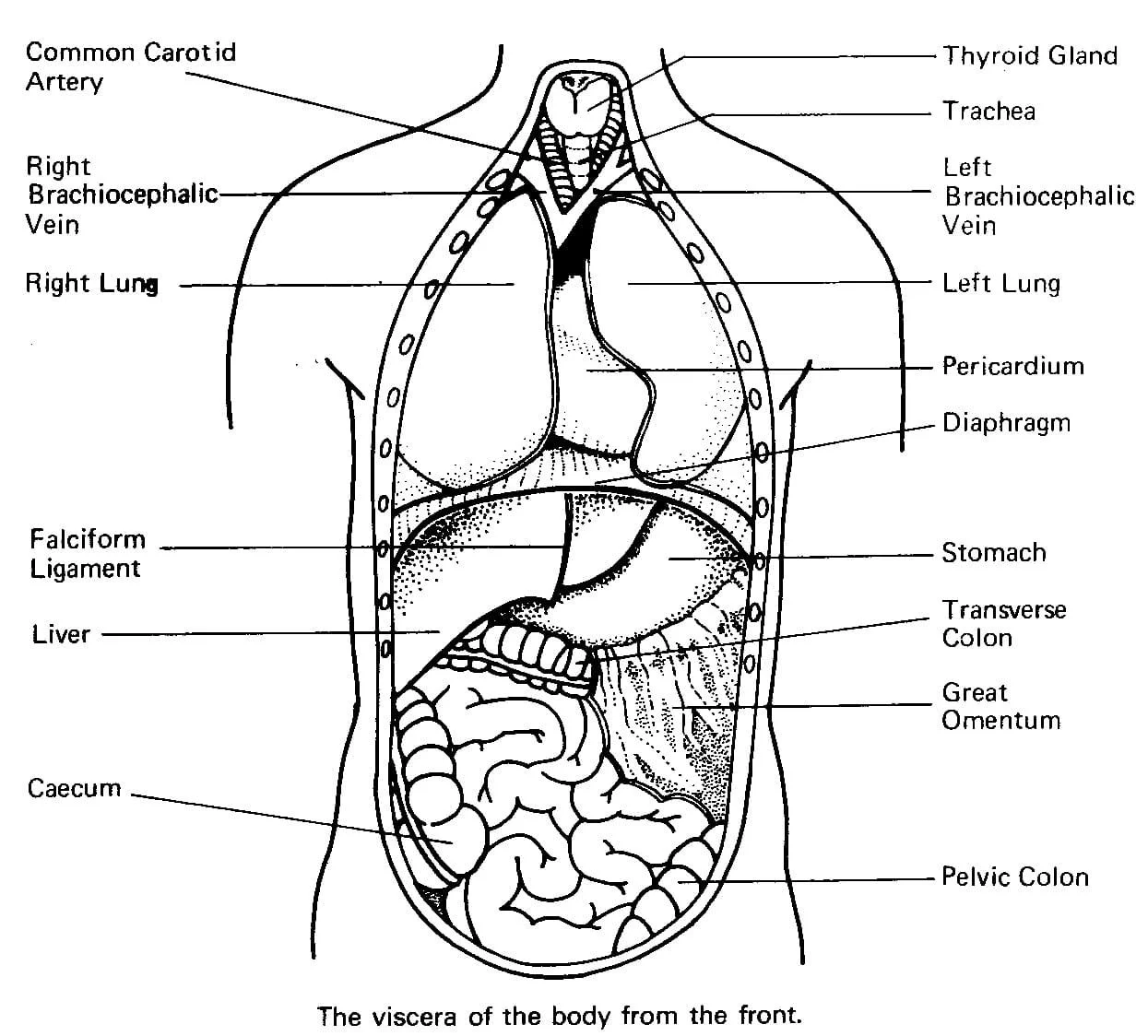Anatomy Coloring Pages 38