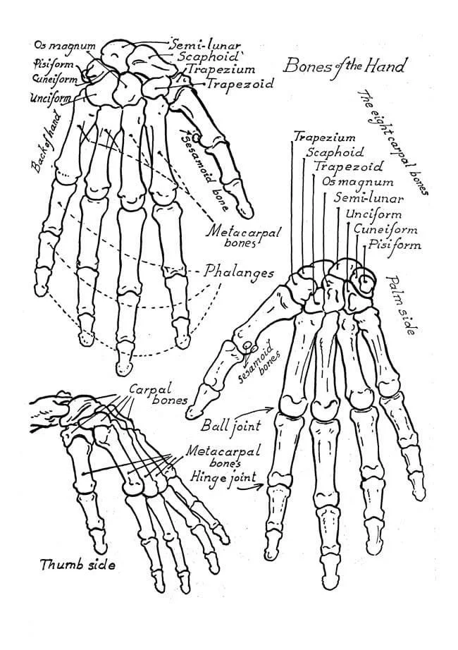 Desenhos de Anatomia Para Colorir 39