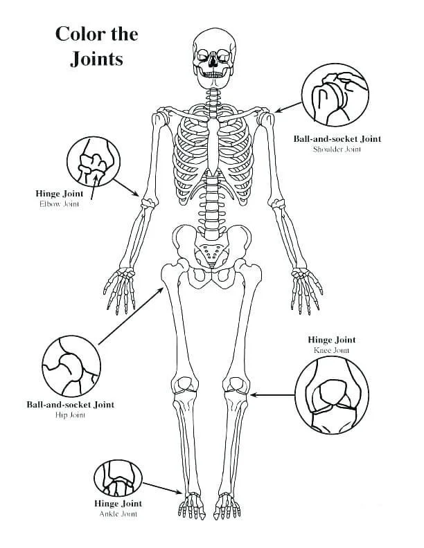 Anatomie Ausmalbilder 44