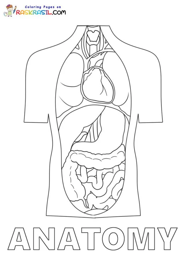 Anatomie Ausmalbilder 54
