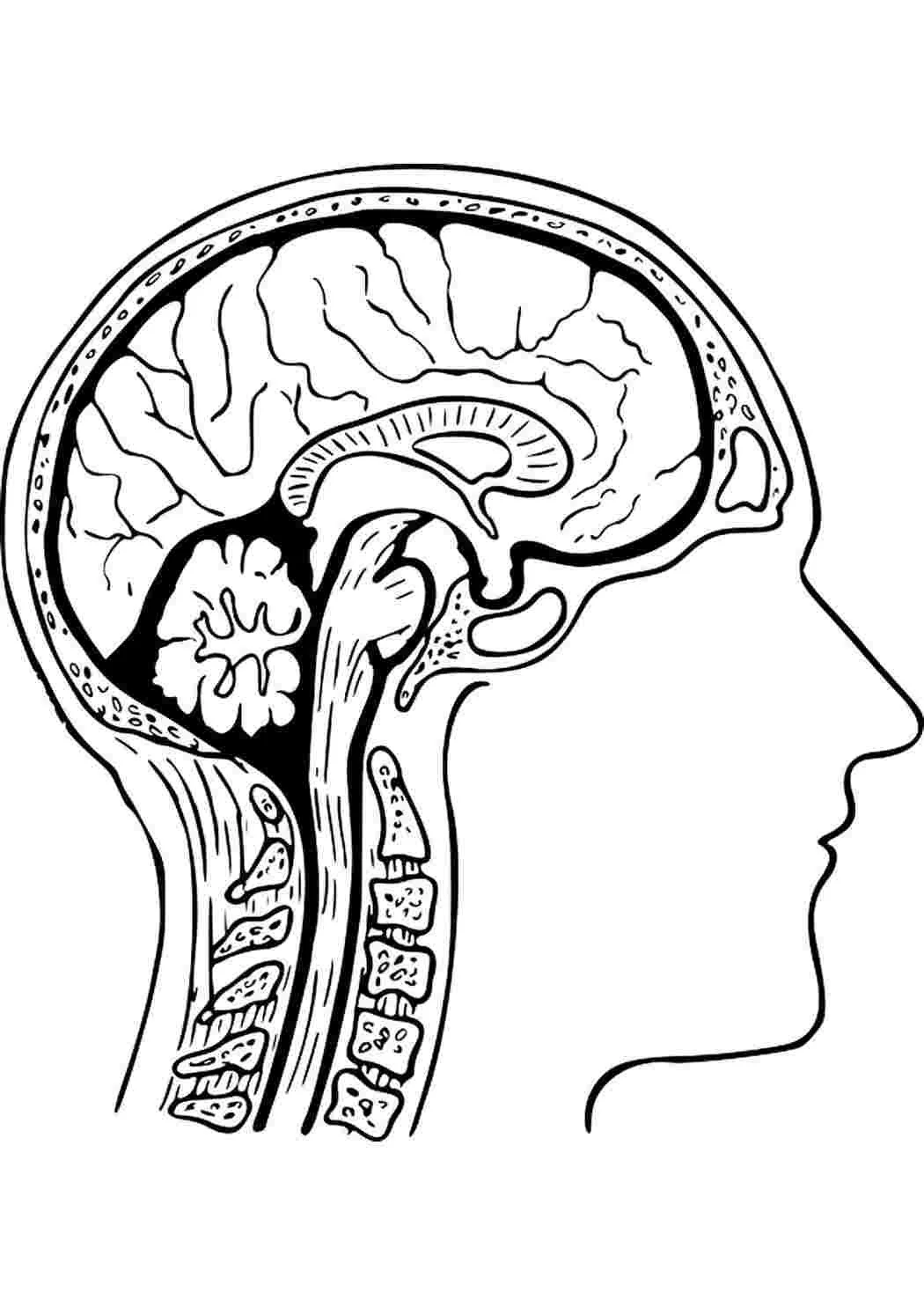 Desenhos de Anatomia Para Colorir 56