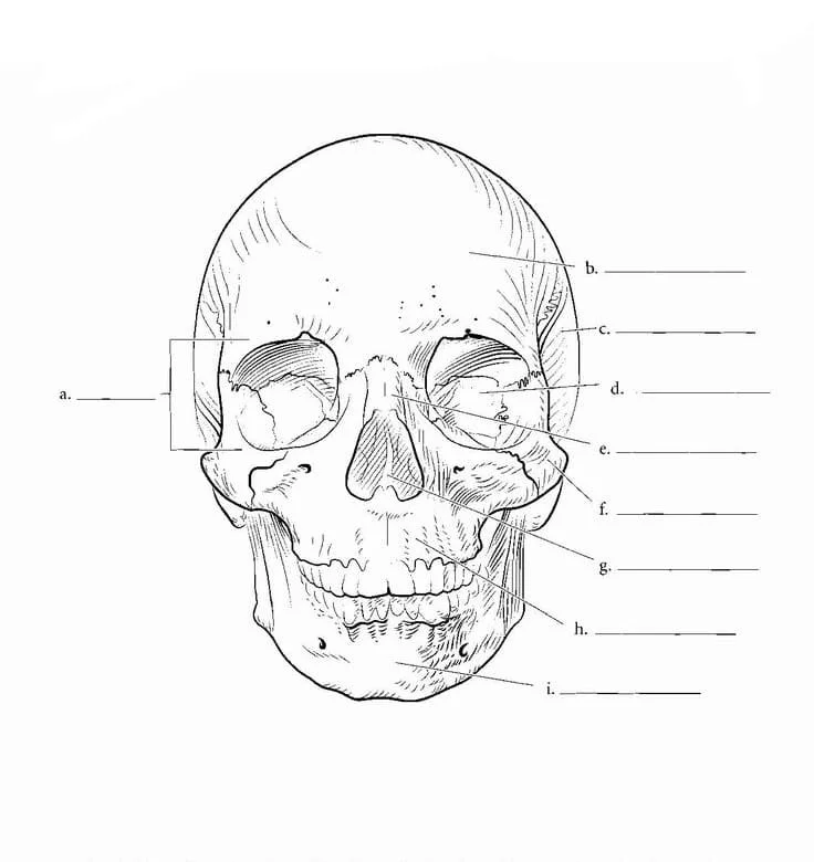 Desenhos de Anatomia Para Colorir 65