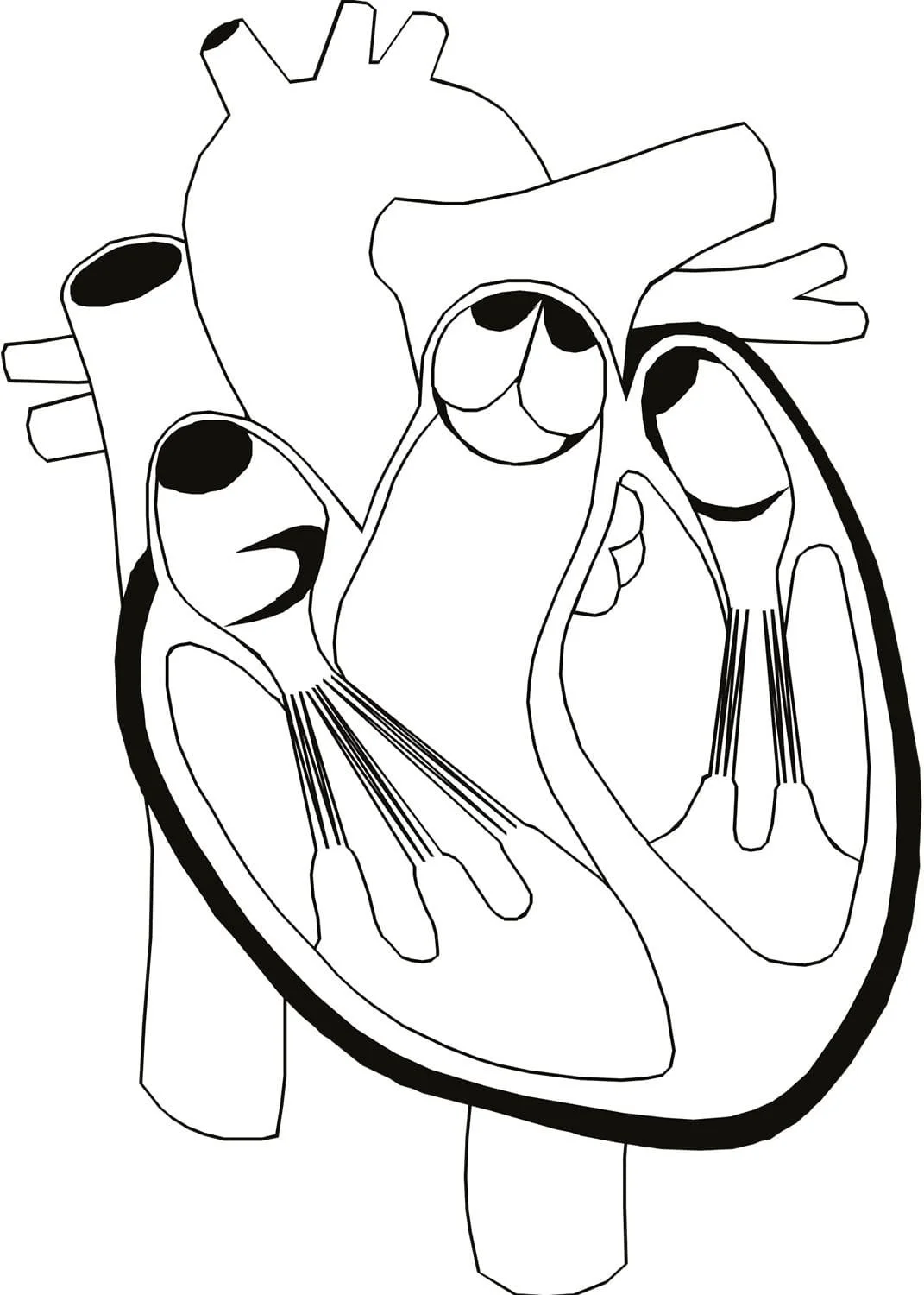 Anatomie Ausmalbilder 68