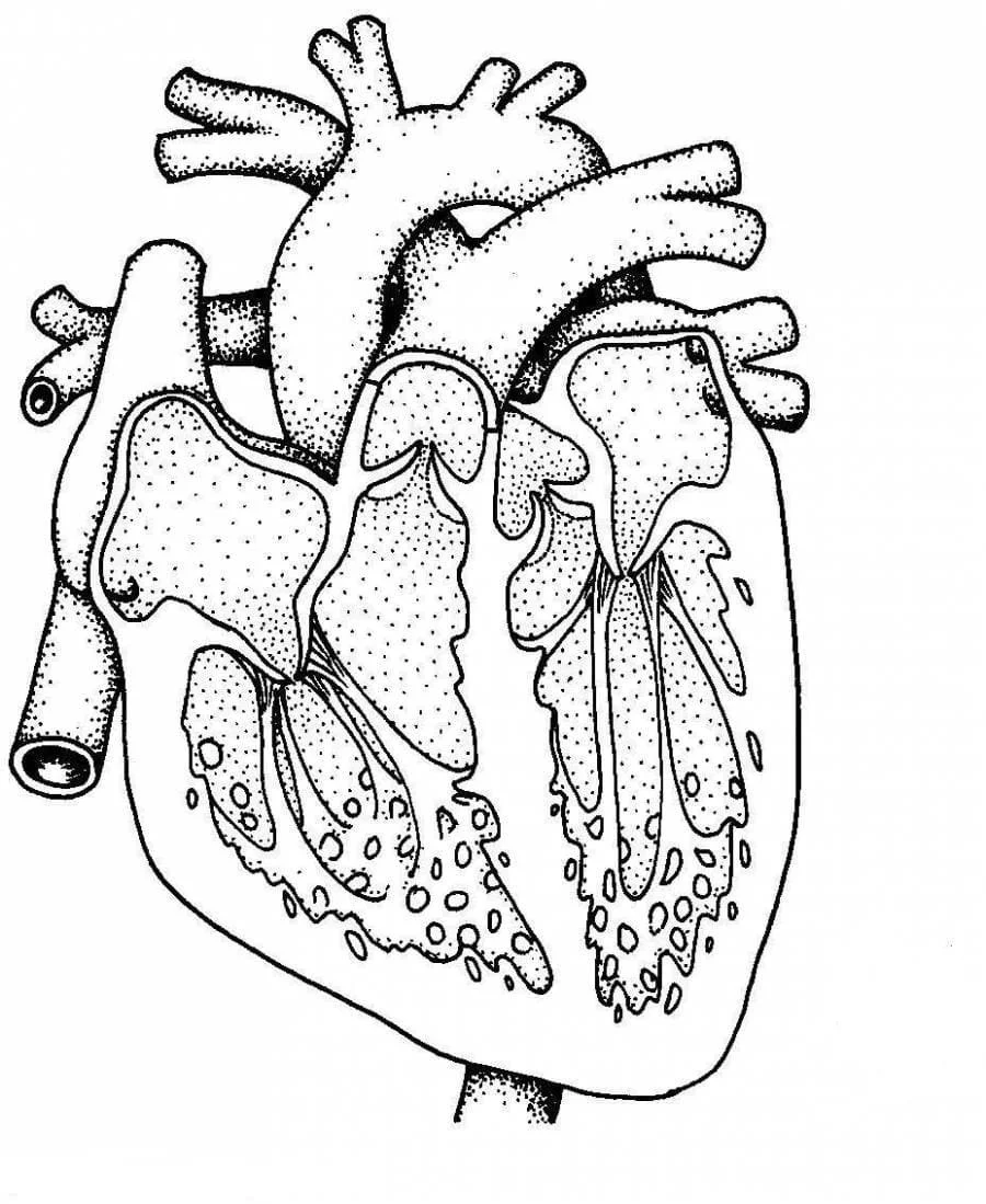 Desenhos de Anatomia Para Colorir 70