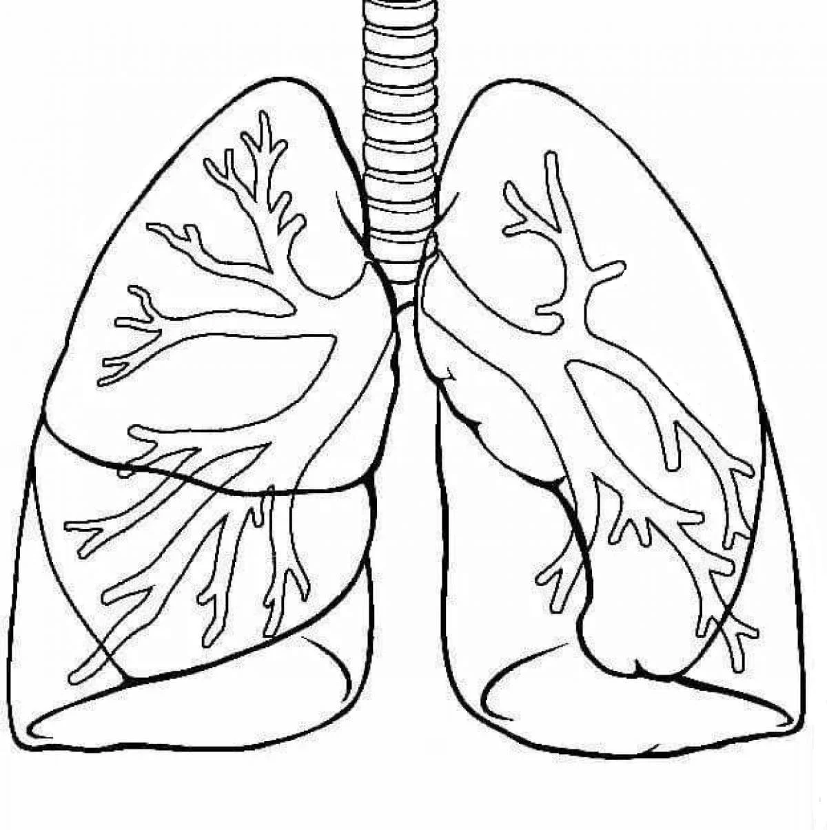 Anatomie Ausmalbilder 83