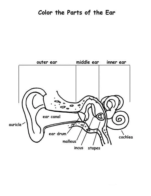 Anatomia Para Colorear 90