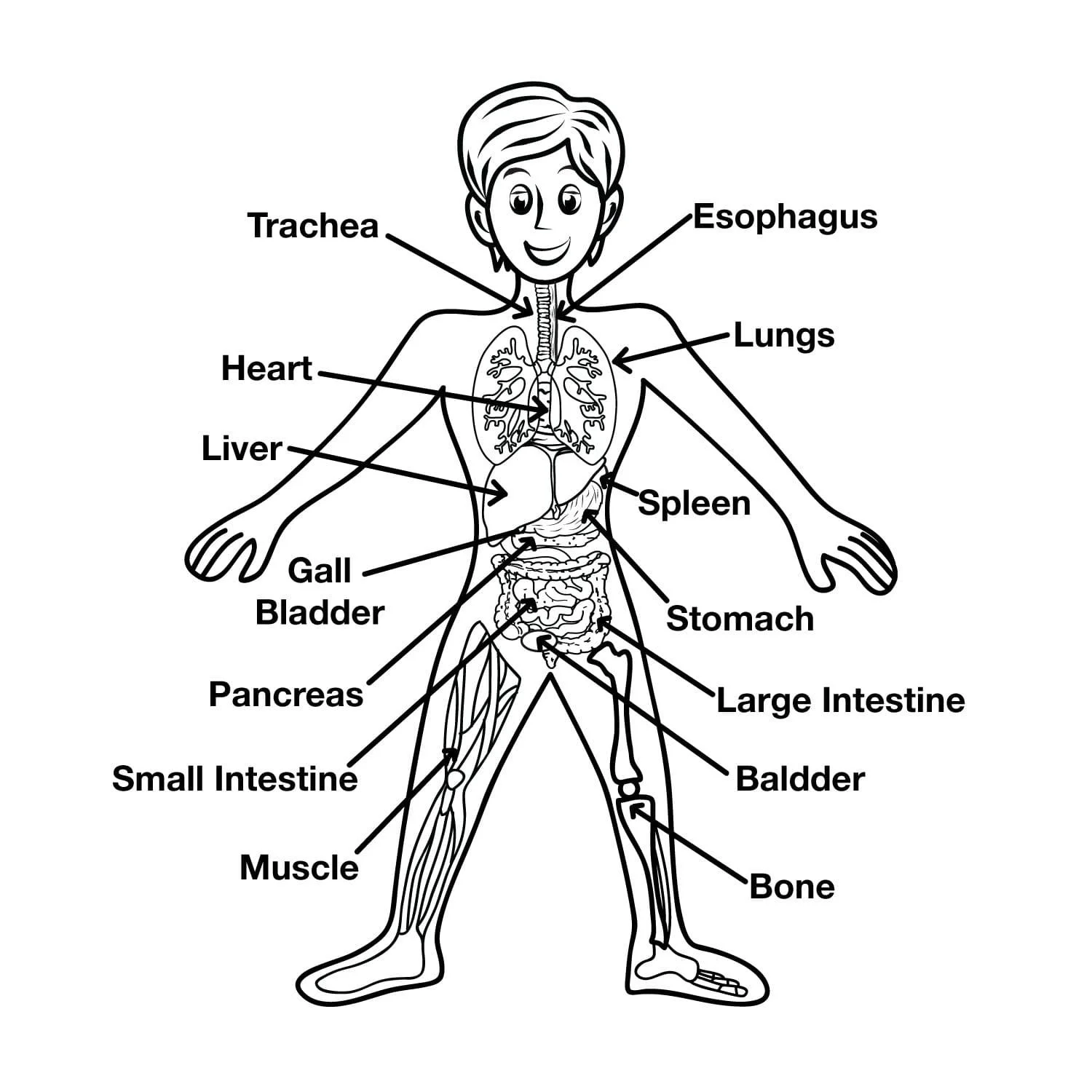 Anatomia Para Colorear 99