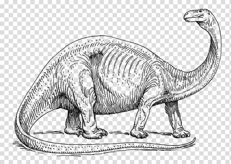 Apatosaurus Ausmalbilder 31