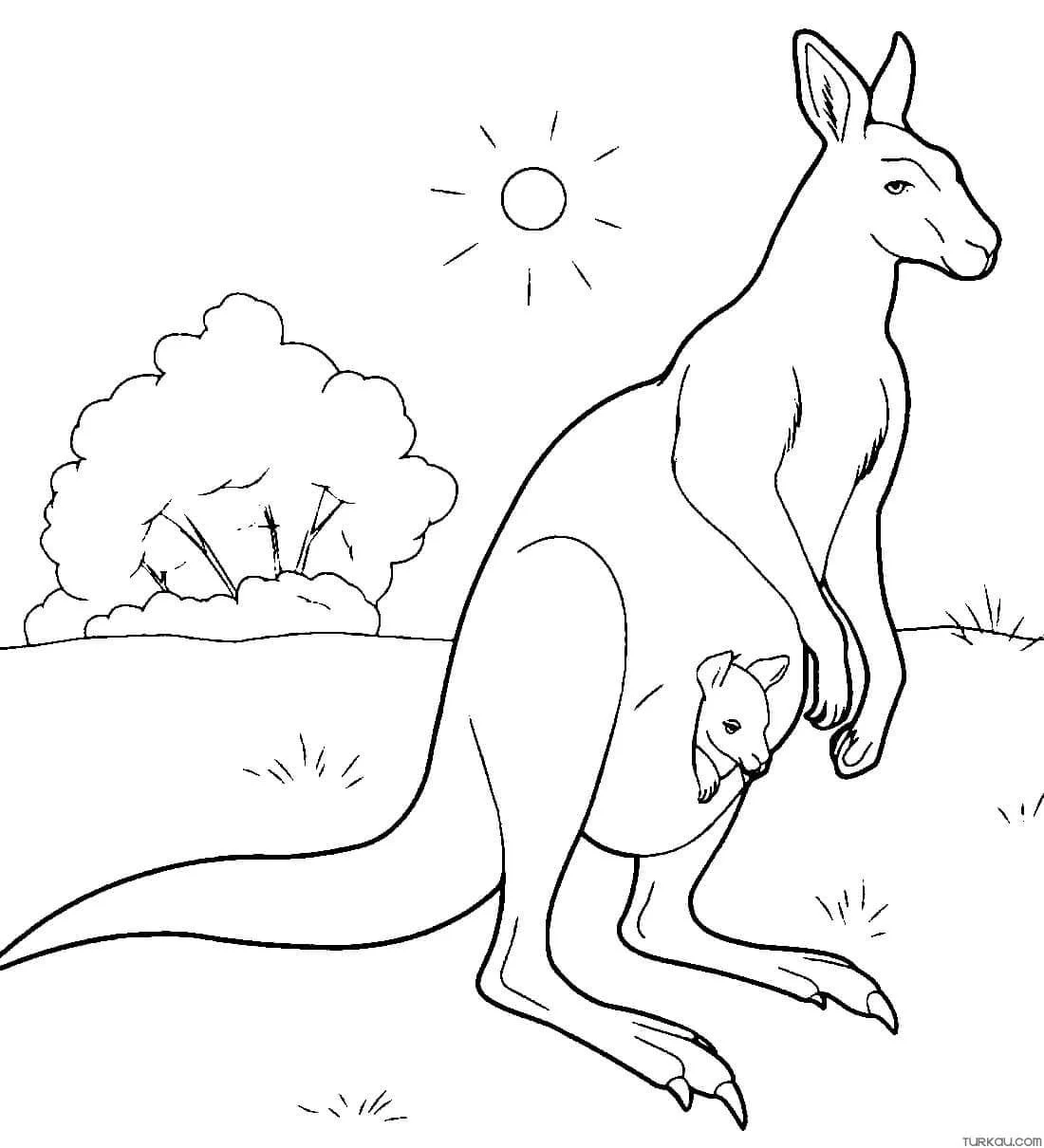 Australien Ausmalbilder 22