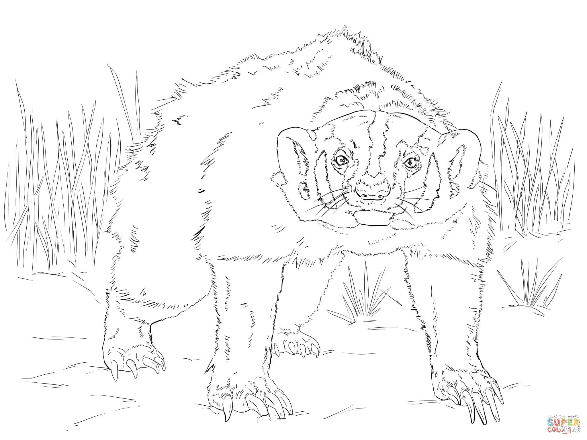 Badgers coloring pages 22