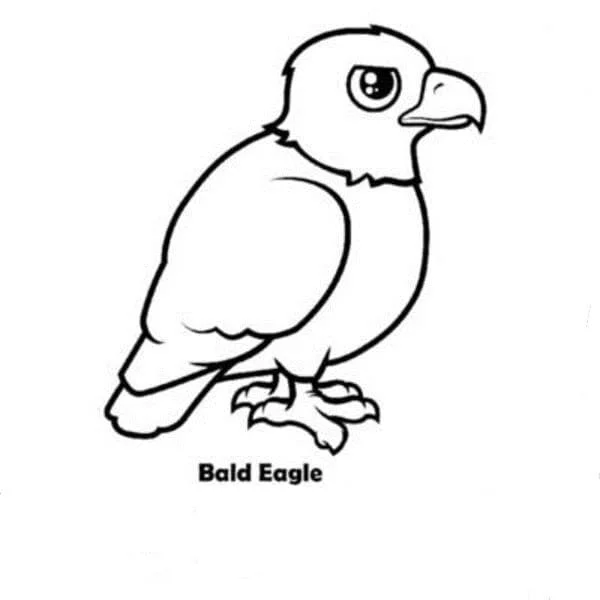 Bald Eagle Ausmalbilder 50