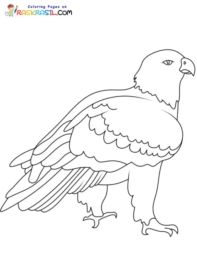 Bald Eagle Ausmalbilder 55