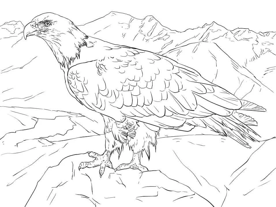 Bald Eagle Ausmalbilder 69