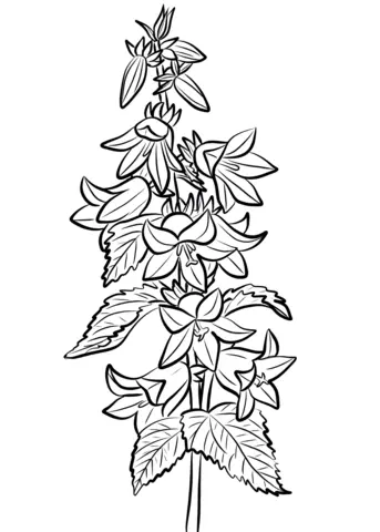 Bellflower Coloring Pages 8