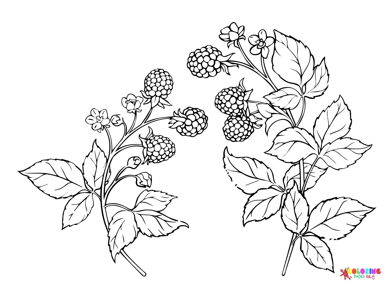Beeren Ausmalbilde 13