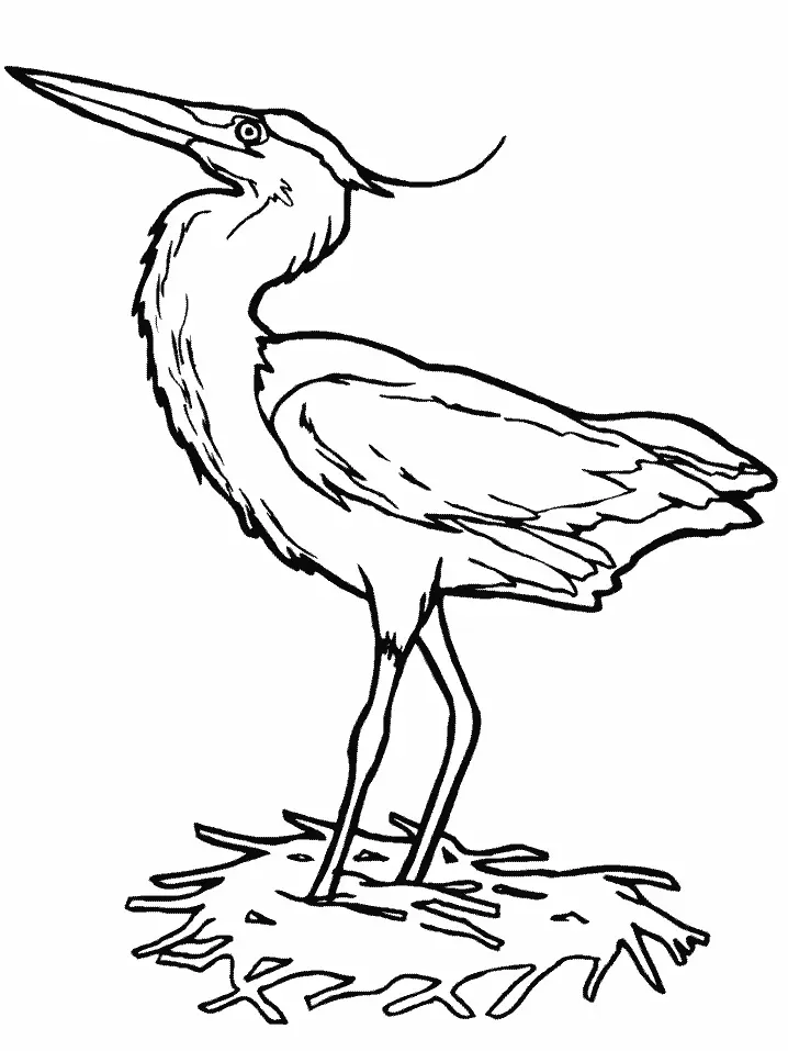 Vogel Ausmalbilder 12