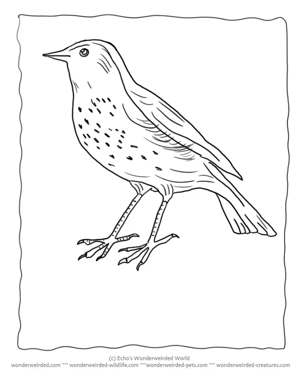 Vogel Ausmalbilder 162