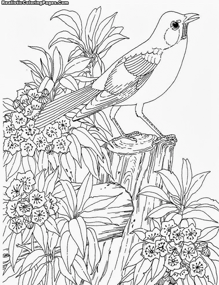 Vogel Ausmalbilder 21