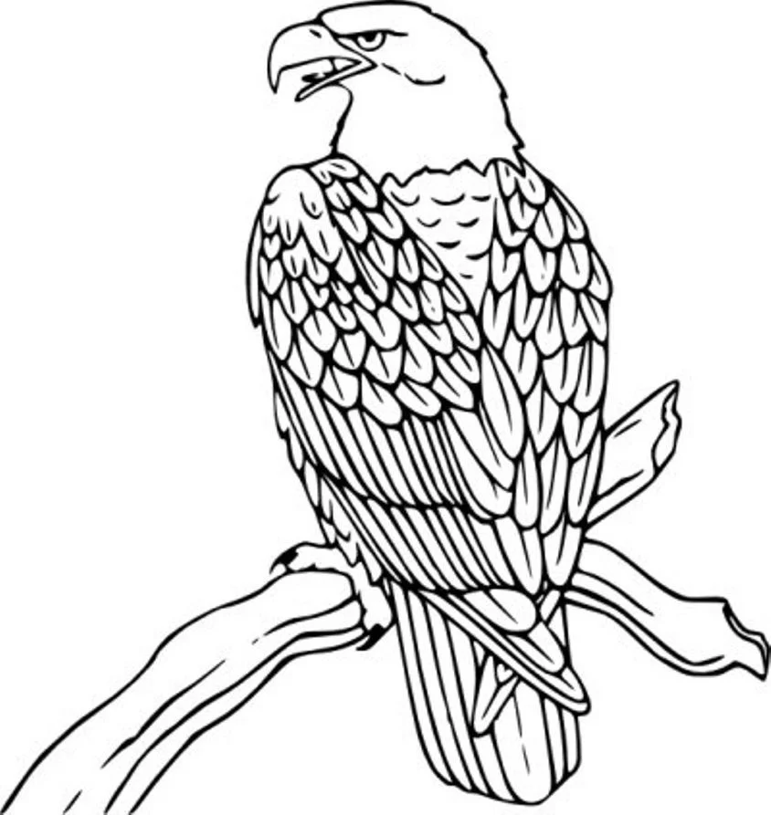 Vogel Ausmalbilder 32