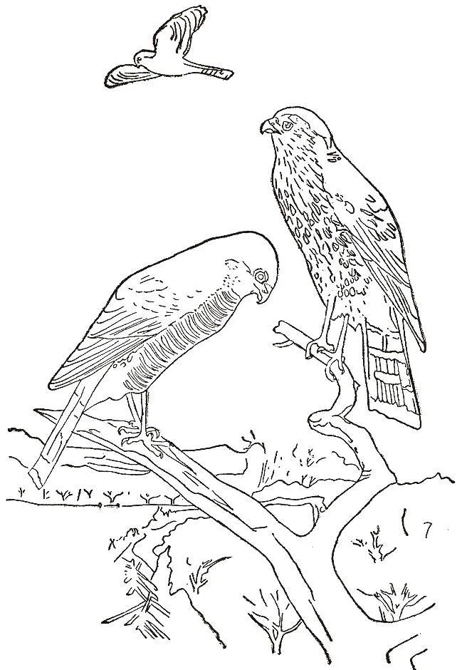 Vogel Ausmalbilder 90