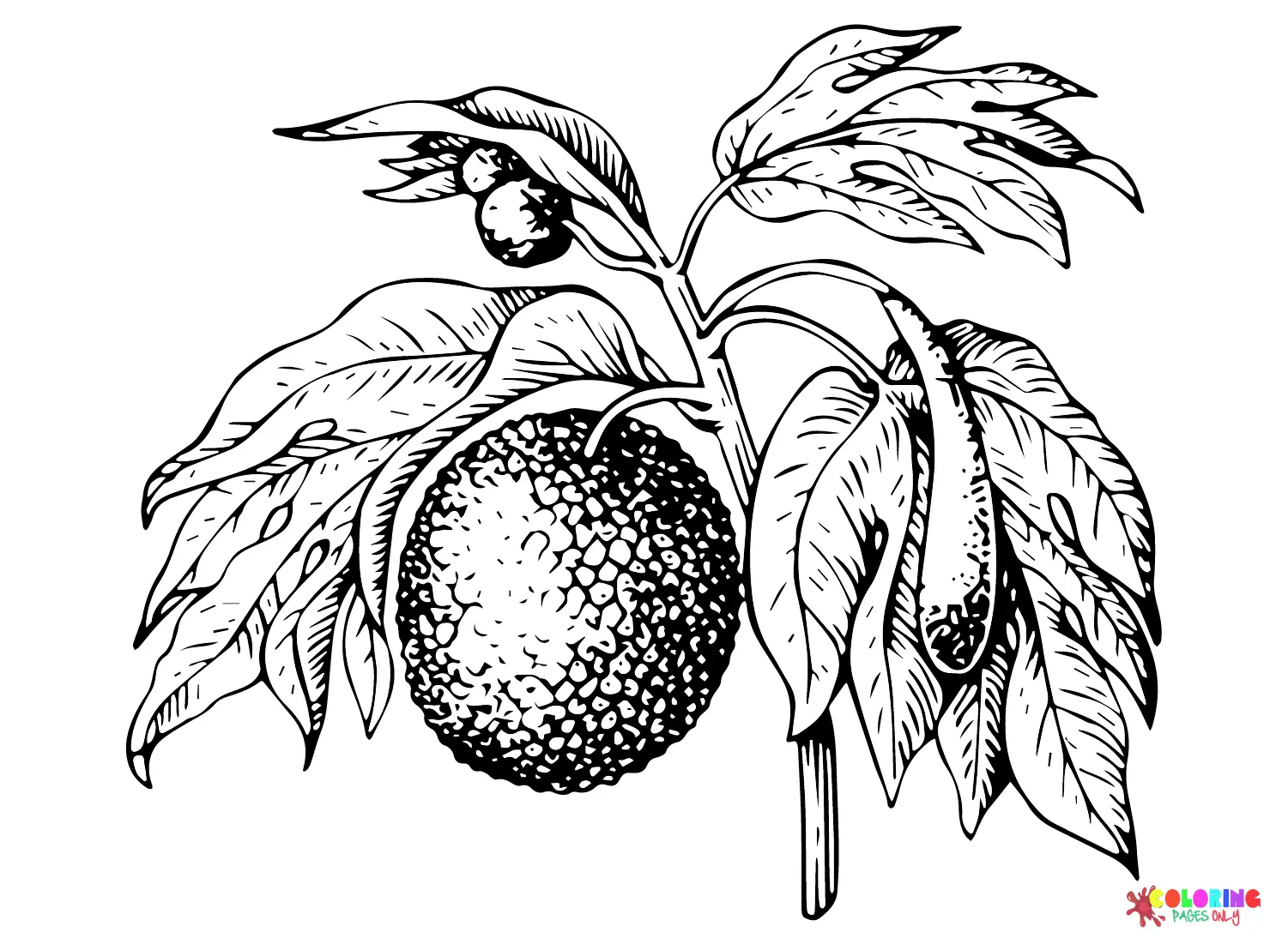 Desenhos de Fruta-Pao Para Colorir 18