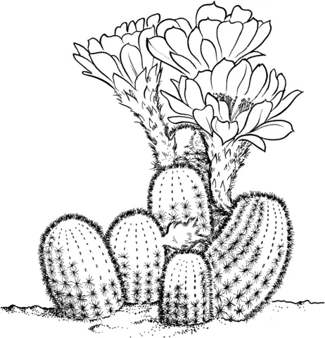 Cactus Coloring Pages 15