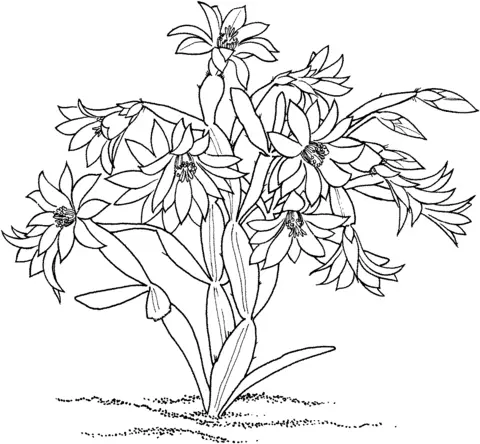 Cactus Coloring Pages 27