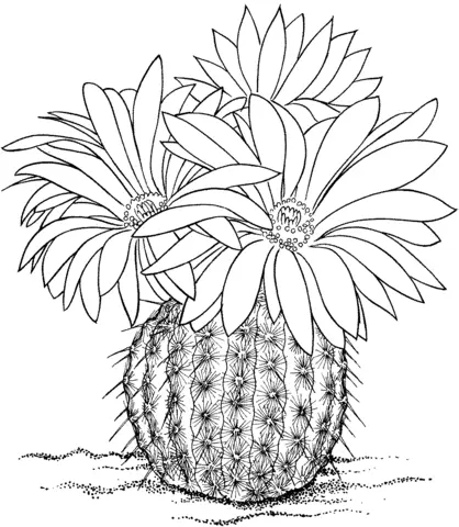 Cactus Coloring Pages 44