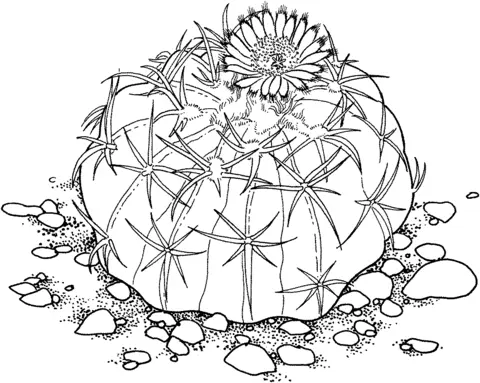 Cactus Coloring Pages 47