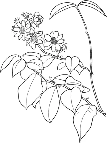 Cactus Coloring Pages 53