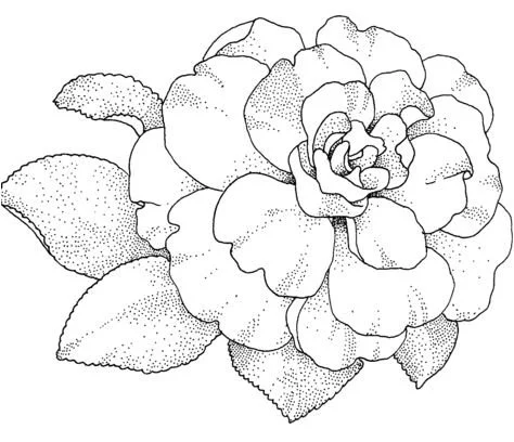 Camellia Coloring Pages 2