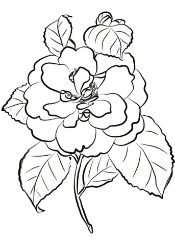 Camellia Coloring Pages 3