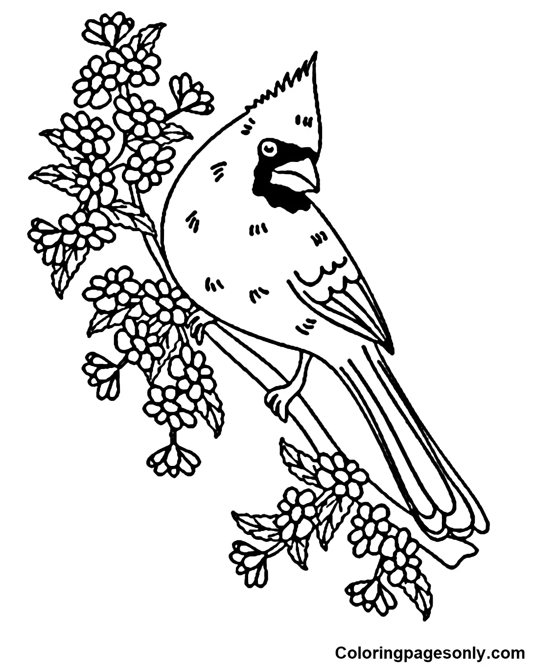 Cardinal Coloring Pages 26