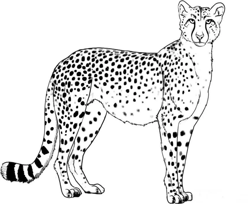 Cheetah Coloring Pages 11