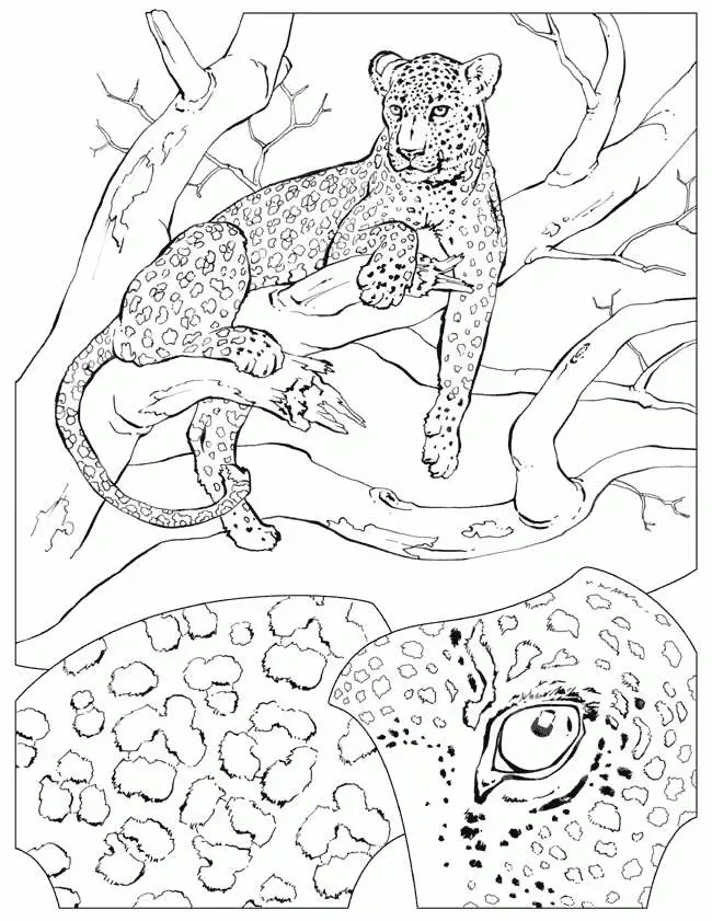 Cheetah Coloring Pages 49