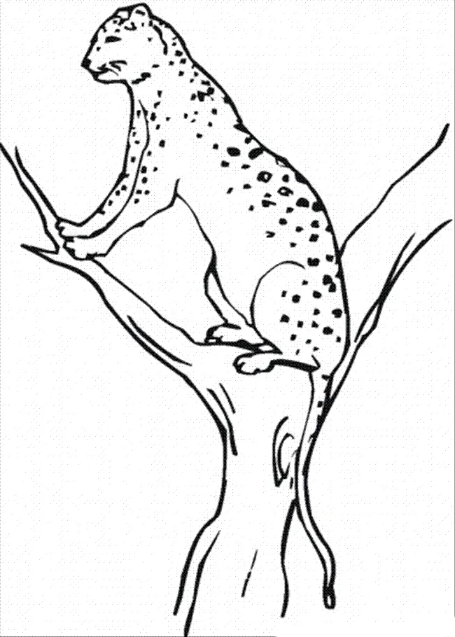 Cheetah Coloring Pages 50