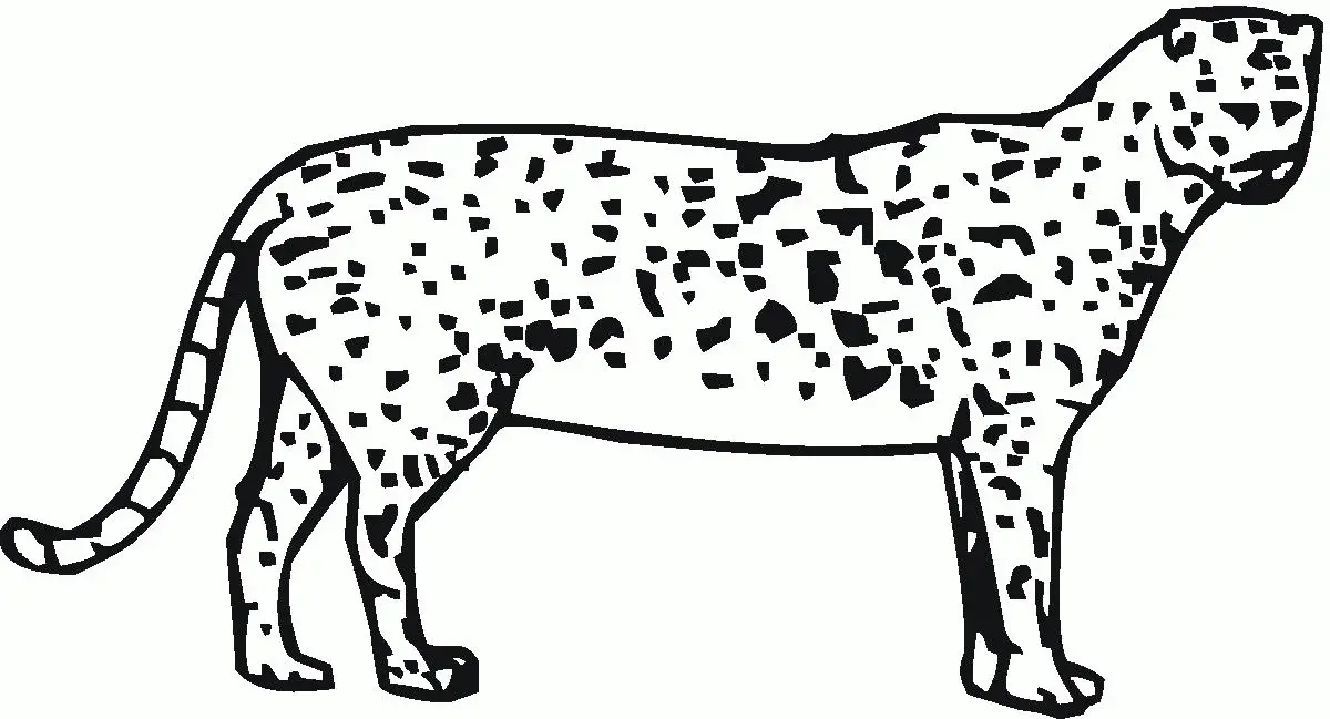 Cheetah Coloring Pages 51