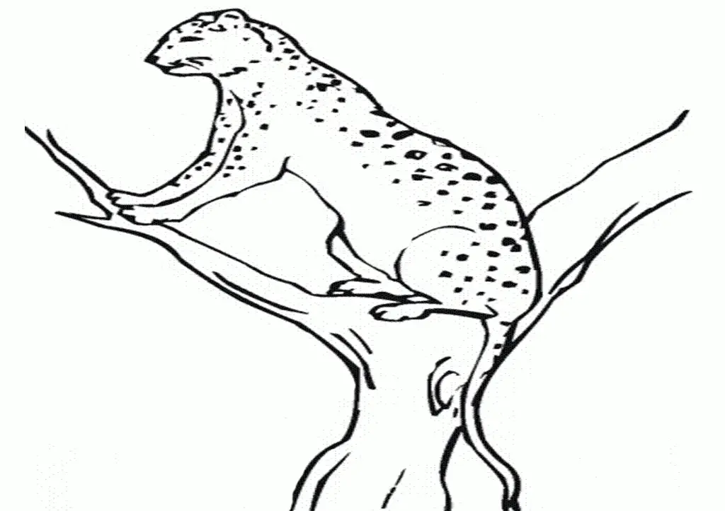 Cheetah Coloring Pages 58