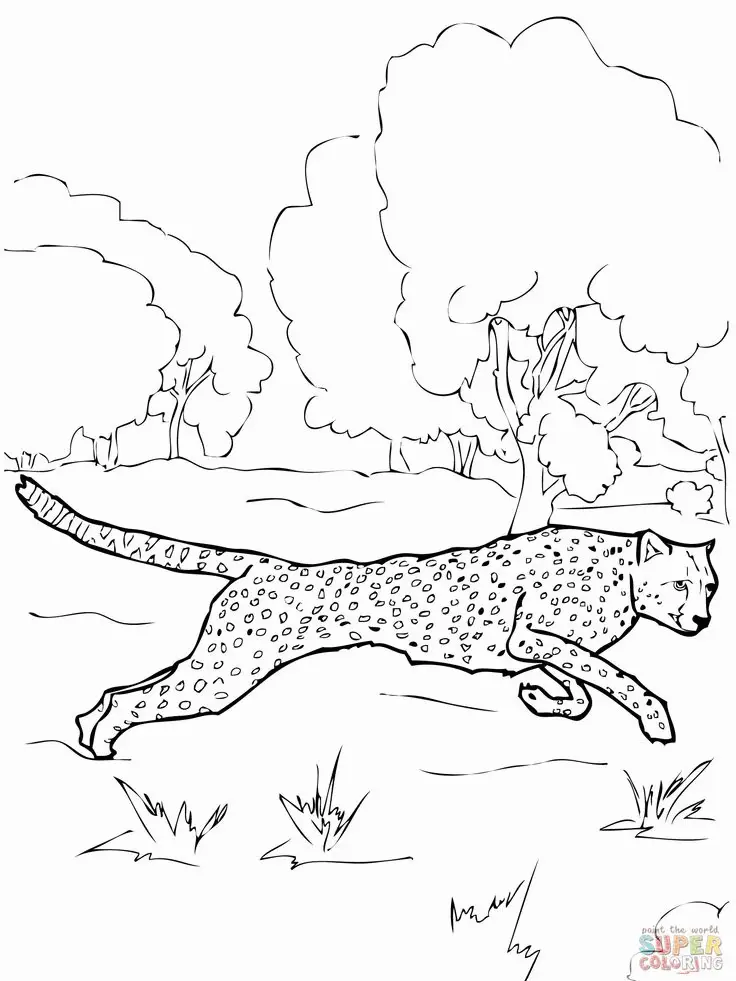 Cheetah Coloring Pages 87